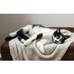 Кошечка Буся в ожидании добрых хозяев!