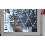 Кошечка Буся в ожидании добрых хозяев!