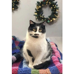 Кошечка Буся в ожидании добрых хозяев!