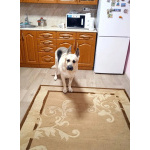 Хэри ищет новый дом