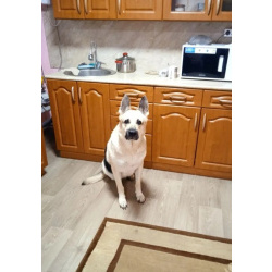 Хэри ищет новый дом