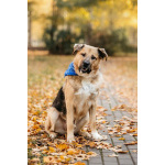 Познакомьтесь с Дынькой — мягким гигантом с сердцем, полным добра.