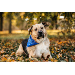 Познакомьтесь с Дынькой — мягким гигантом с сердцем, полным добра.