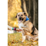 Познакомьтесь с Дынькой — мягким гигантом с сердцем, полным добра.