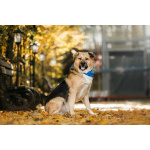 Познакомьтесь с Дынькой — мягким гигантом с сердцем, полным добра.