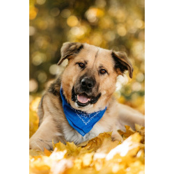 Познакомьтесь с Дынькой — мягким гигантом с сердцем, полным добра.