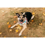 Дэнди ждёт своего человека. Москва, МО