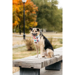 Дэнди ждёт своего человека. Москва, МО