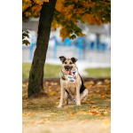 Дэнди ждёт своего человека. Москва, МО