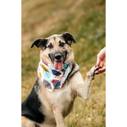 Дэнди ждёт своего человека. Москва, МО