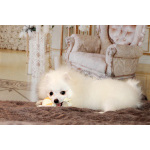 щенки померанского шпица