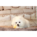 щенки померанского шпица