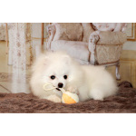 щенки померанского шпица