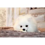 щенки померанского шпица