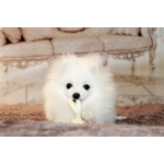 щенки померанского шпица