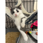 Маленький котёнок Стёпочка в добрые руки