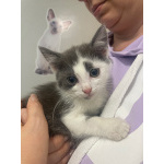 Маленький котёнок Стёпочка в добрые руки