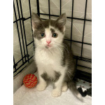 Маленький котёнок Стёпочка в добрые руки