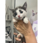 Маленький котёнок Стёпочка в добрые руки