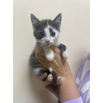 Маленький котёнок Стёпочка в добрые руки