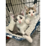 Маленький котёнок Стёпочка в добрые руки