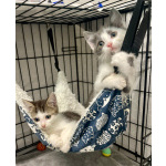 Маленький котёнок Стёпочка в добрые руки