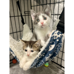 Маленький котёнок Стёпочка в добрые руки