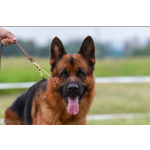 Немецкая овчарка, щенок