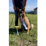 Немецкая овчарка, щенок