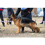 Немецкая овчарка, щенок