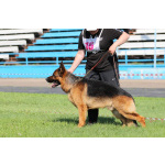 Немецкая овчарка, щенок