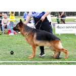 Немецкая овчарка, щенок