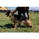 Немецкая овчарка, щенок