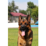 Немецкая овчарка, щенок