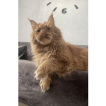 Котята мейн-кун в иркутске