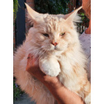 Котята мейн-кун в иркутске