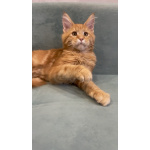 Котята мейн-кун в иркутске