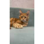 Котята мейн-кун в иркутске