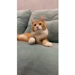 Котята мейн-кун в иркутске