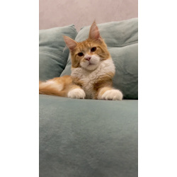 Котята мейн-кун в иркутске