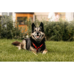 Крис — собака с огромным сердцем и тихой надеждой.