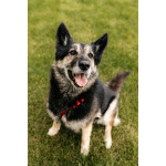 Крис — собака с огромным сердцем и тихой надеждой.