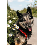 Крис — собака с огромным сердцем и тихой надеждой.