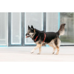 Крис — собака с огромным сердцем и тихой надеждой.