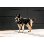 Крис — собака с огромным сердцем и тихой надеждой.