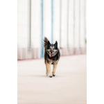 Крис — собака с огромным сердцем и тихой надеждой.