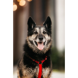 Крис — собака с огромным сердцем и тихой надеждой.