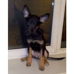 щенки восточно-европейской овчарки