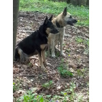 щенки восточно-европейской овчарки