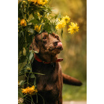 Метис лабрадора Валико ищет дом.